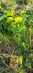 Euphorbia cyparissias