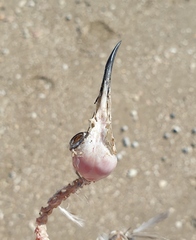 Anarhynchus frontalis