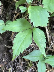 Anemonastrum deltoideum