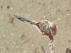 Anarhynchus frontalis