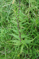 Melampyrum sylvaticum