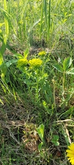 Euphorbia cyparissias