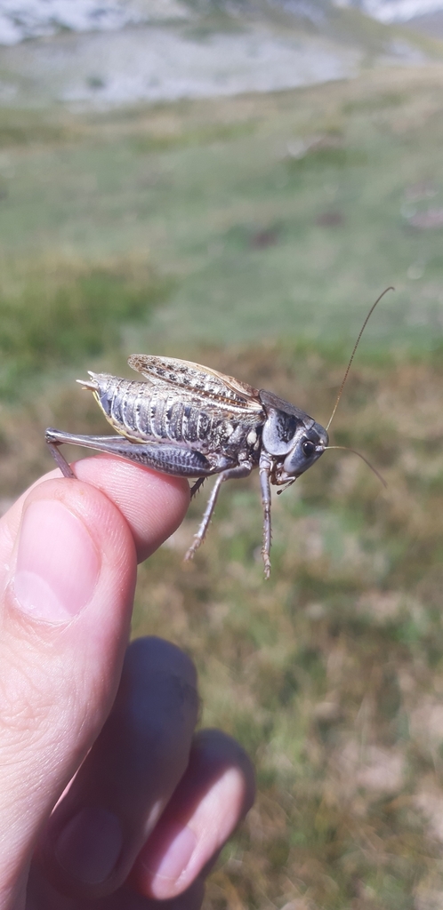 Abruzzo Wart-biter