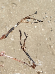 Anarhynchus frontalis