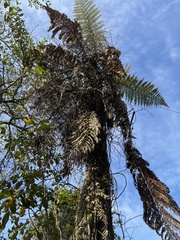 Dicksonia squarrosa