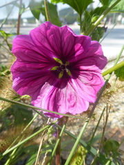 Malva sylvestris mauritiana