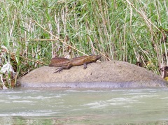 Hydrosaurus pustulatus