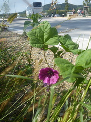 Malva sylvestris mauritiana