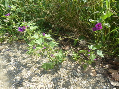Malva sylvestris mauritiana