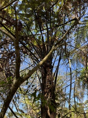 Dicksonia squarrosa