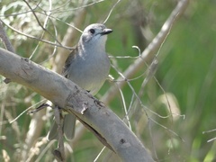 Colluricincla harmonica