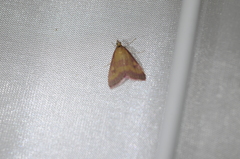 Pyrausta laticlavia