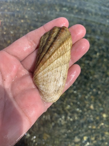 Carditamera bajaensis