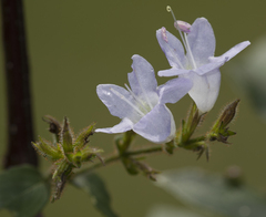 Strobilanthes diandra
