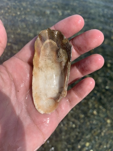 Carditamera bajaensis
