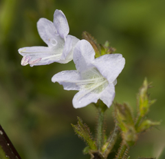 Strobilanthes diandra