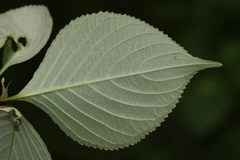 Strobilanthes diandra