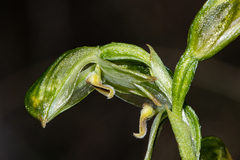 Pterostylis melagramma
