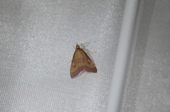 Pyrausta laticlavia
