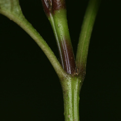 Strobilanthes diandra