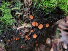 Scutellinia