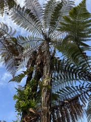Dicksonia squarrosa