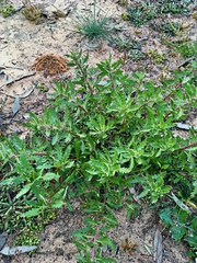 Haloragis odontocarpa