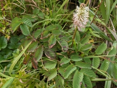 Sanguisorba