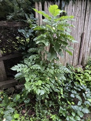 Fraxinus nigra