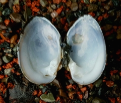 Alasmidonta undulata