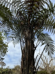 Dicksonia squarrosa