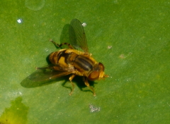 Parhelophilus laetus