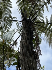 Dicksonia squarrosa