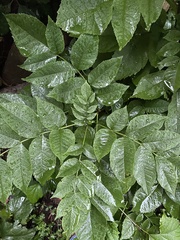 Fraxinus nigra