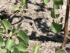 Callisaurus draconoides