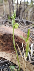 Pterostylis mutica