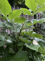 Fraxinus nigra