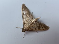Nomophilini