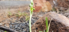 Pterostylis mutica