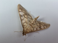 Nomophilini