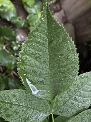 Fraxinus nigra