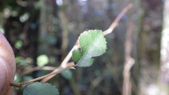 Streblus heterophyllus