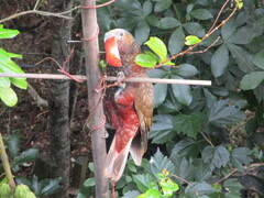 Nestor meridionalis septentrionalis