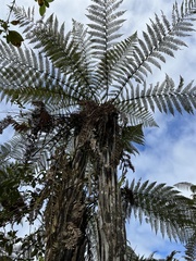 Dicksonia squarrosa