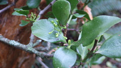 Ileostylus micranthus