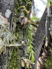 Dicksonia squarrosa