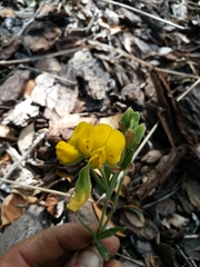 Rhynchosia leucoscias