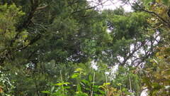 Ileostylus micranthus