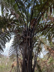 Dicksonia squarrosa