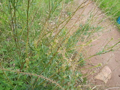 Lepidium africanum